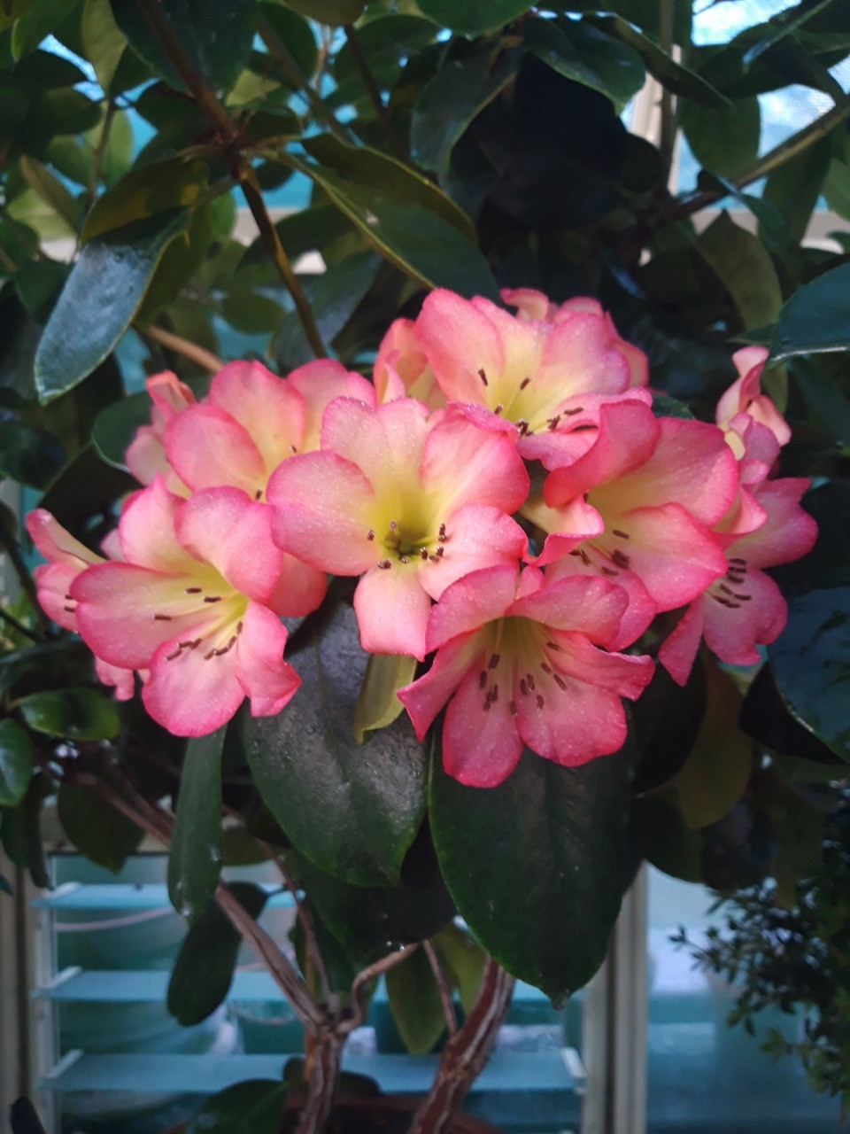 'Robert Bates' (Vireya)